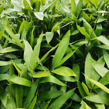 粽子叶批发基地