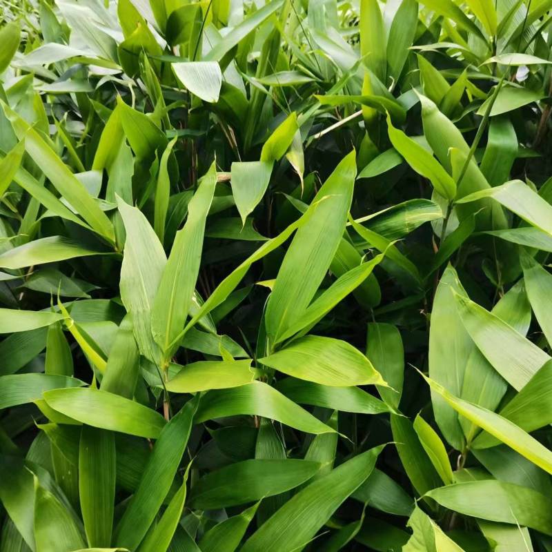 粽子叶批发基地