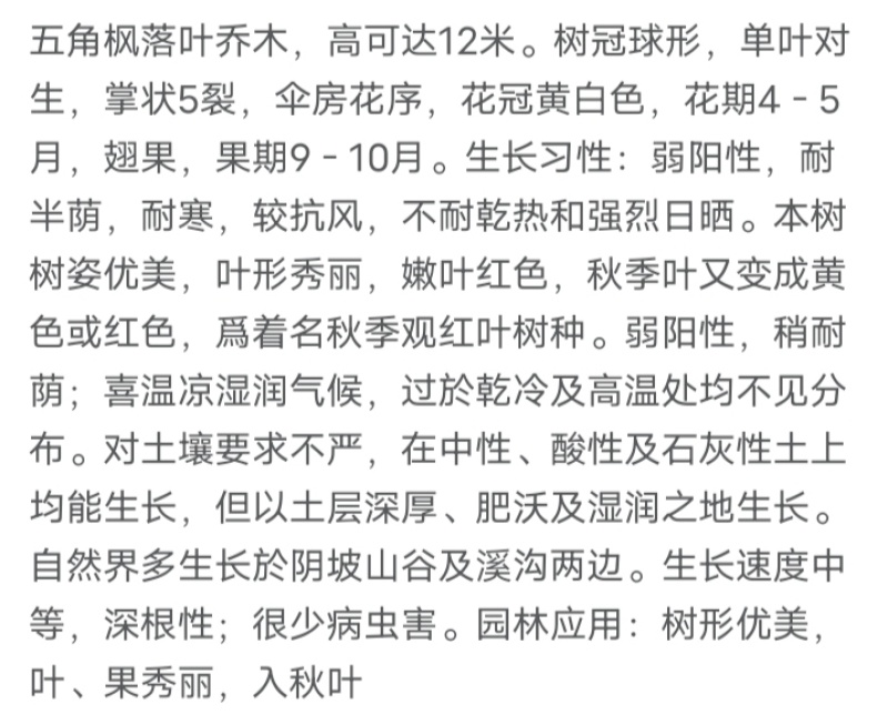 五角枫厂家货源批发价格全国发货价格便宜欢迎下单