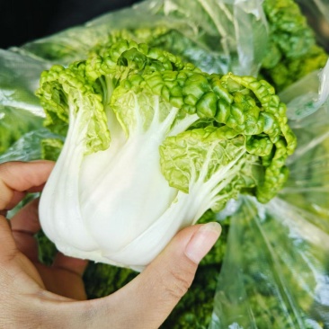 黄心菜，乌塌菜，量大优惠