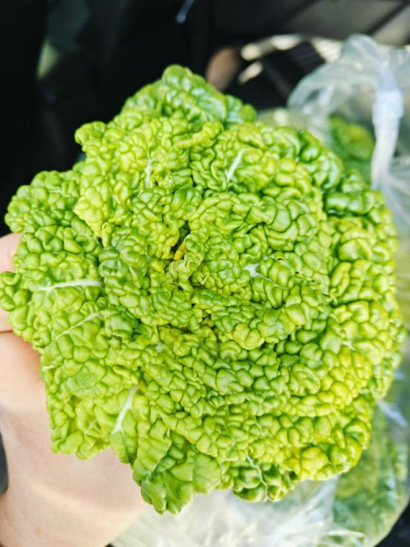 黄心菜，乌塌菜，量大优惠