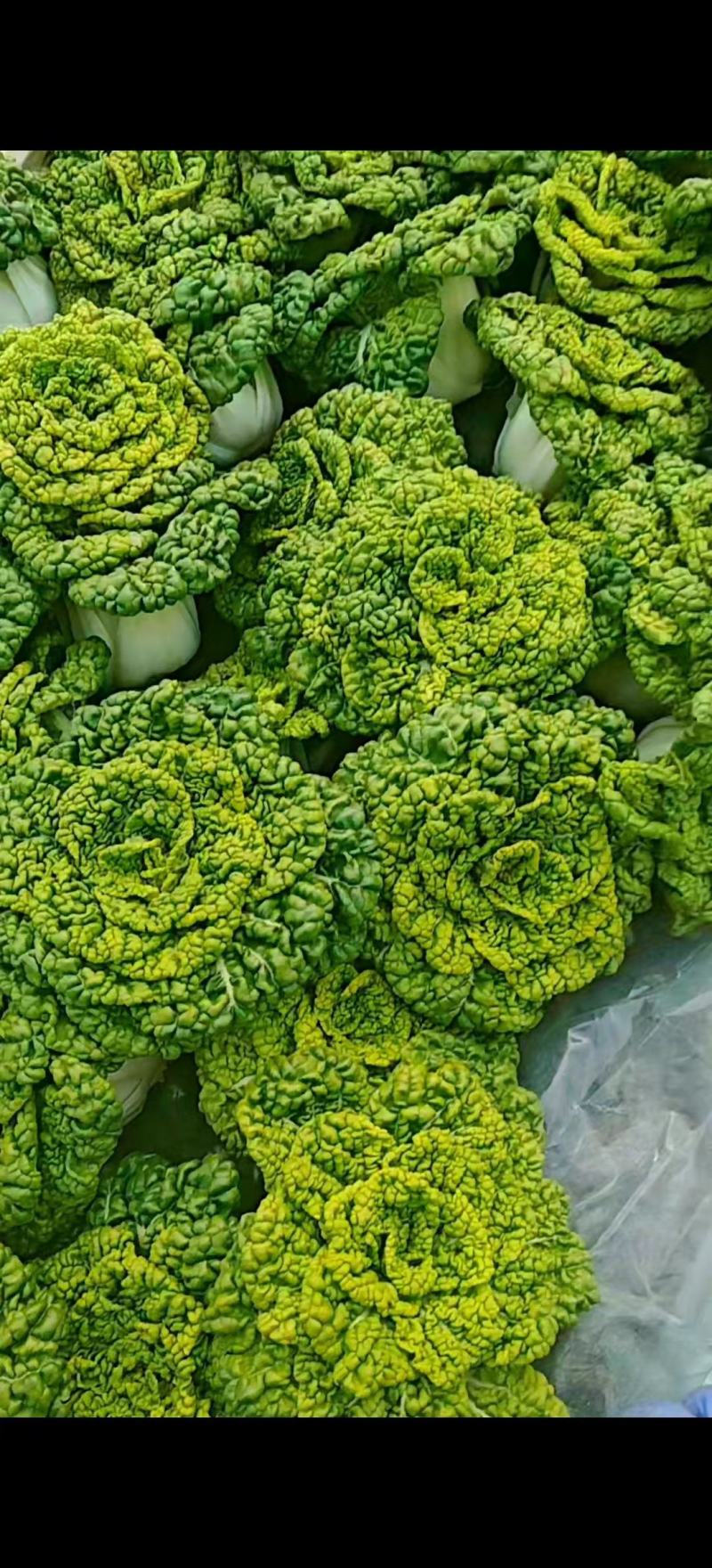 黄心菜，乌塌菜，量大优惠