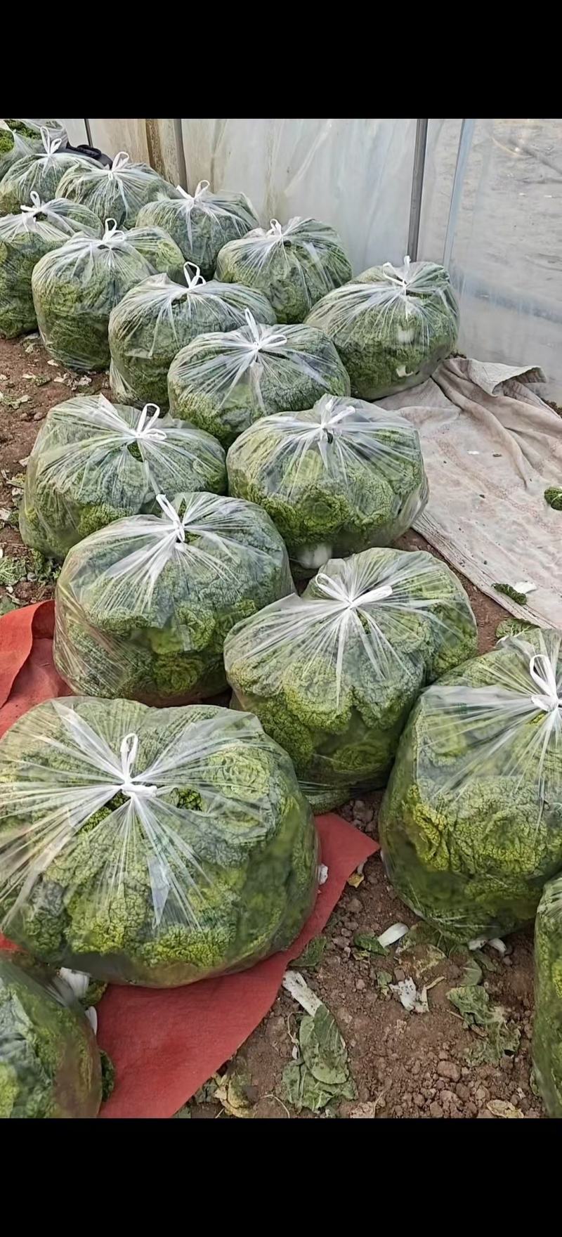 黄心菜，乌塌菜，量大优惠
