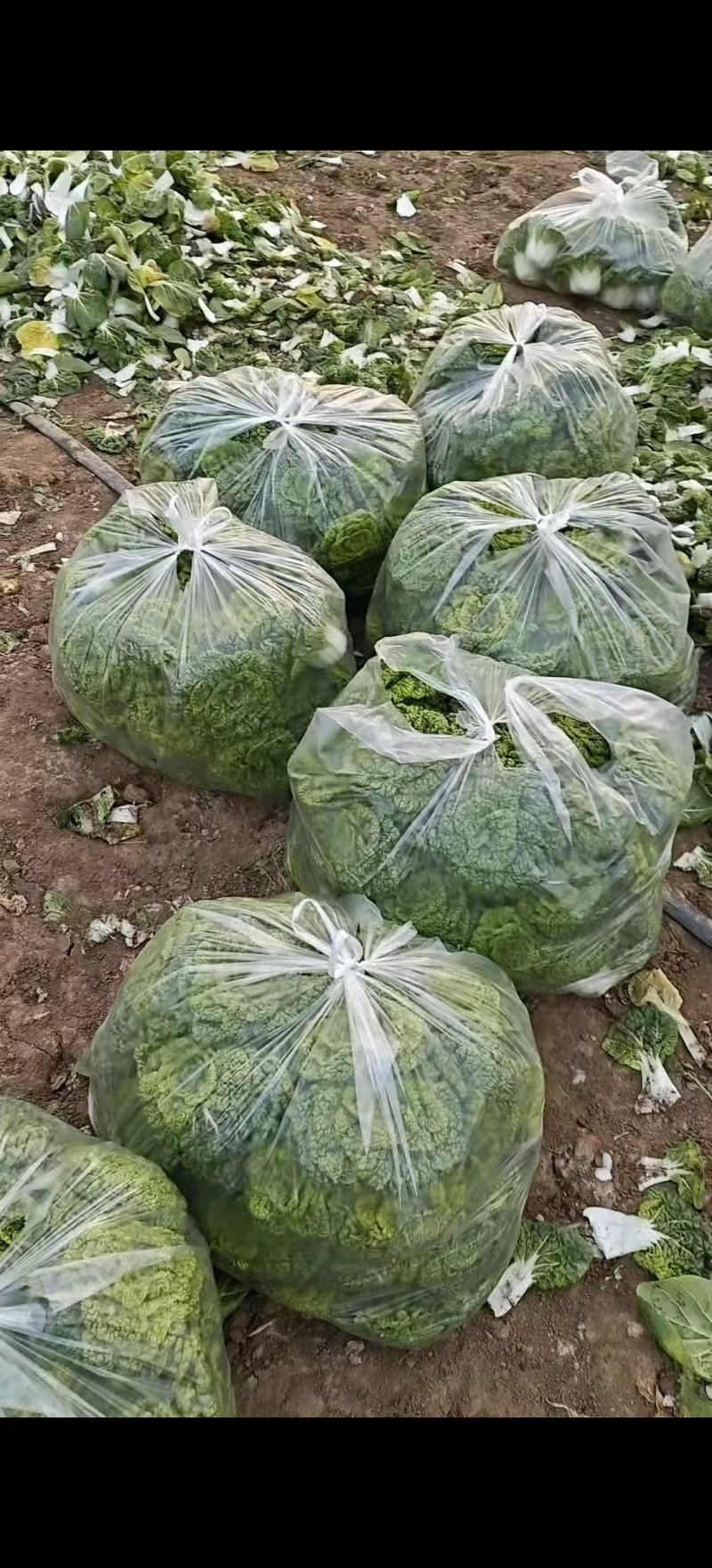 黄心菜，乌塌菜，量大优惠