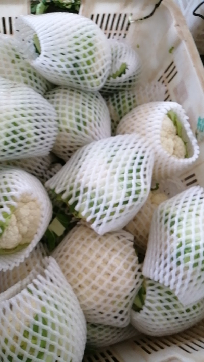云南高原精品花菜白花