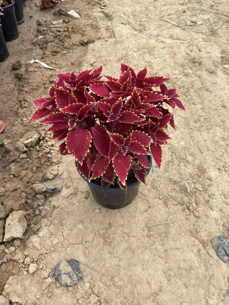 精品彩叶草优质彩叶草彩叶草自产自销。。
