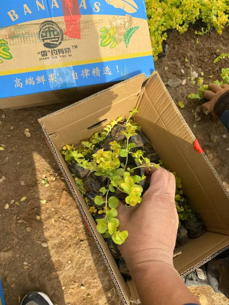 精品金叶过路黄优质金叶过路黄自产自销金叶过路黄