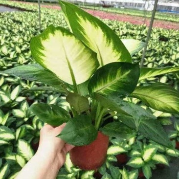 玛丽安万年青