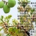 文冠果厂家货源批发价格全国发货价格便宜欢迎下单咨询
