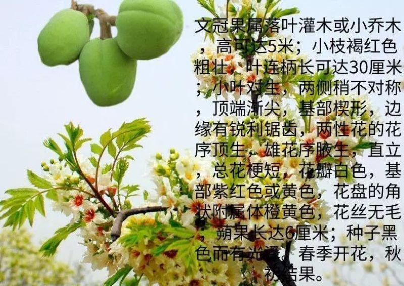 文冠果厂家货源批发价格全国发货价格便宜欢迎下单咨询