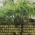 文冠果厂家货源批发价格全国发货价格便宜欢迎下单咨询