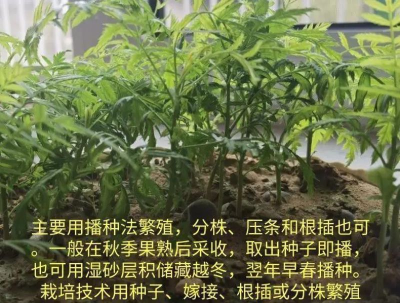 文冠果厂家货源批发价格全国发货价格便宜欢迎下单咨询