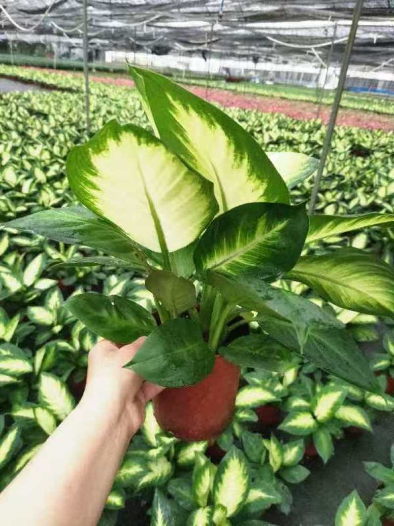 玛丽安万年青