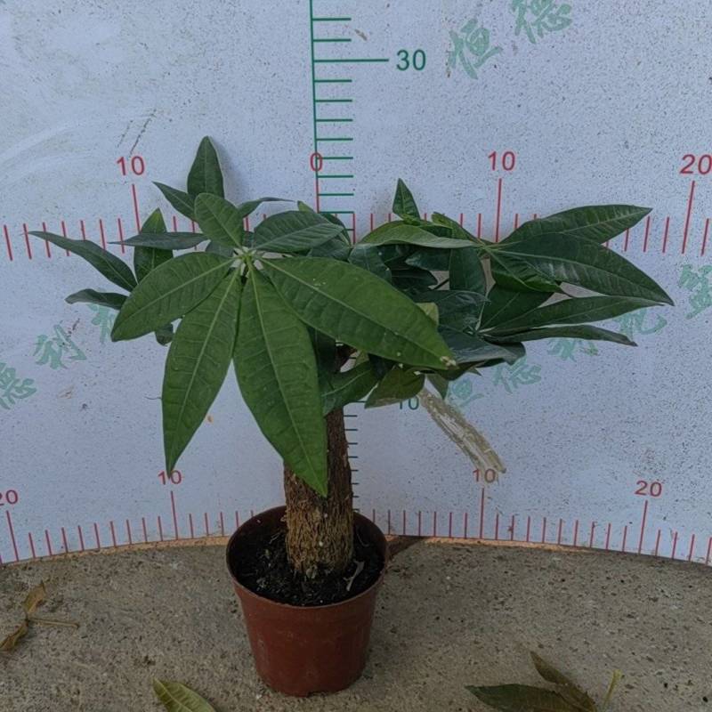 90发财树单杆