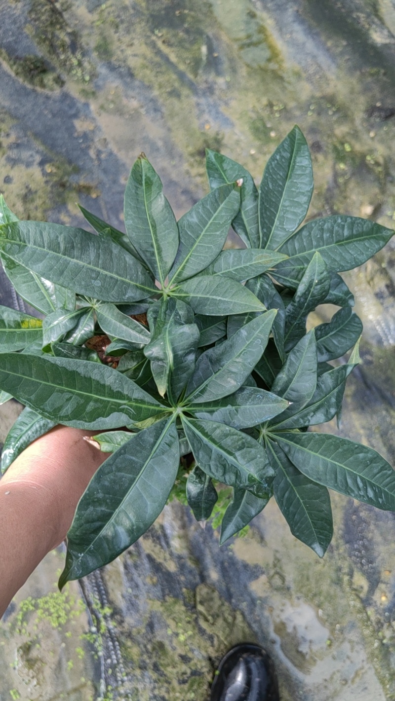 90发财树单杆