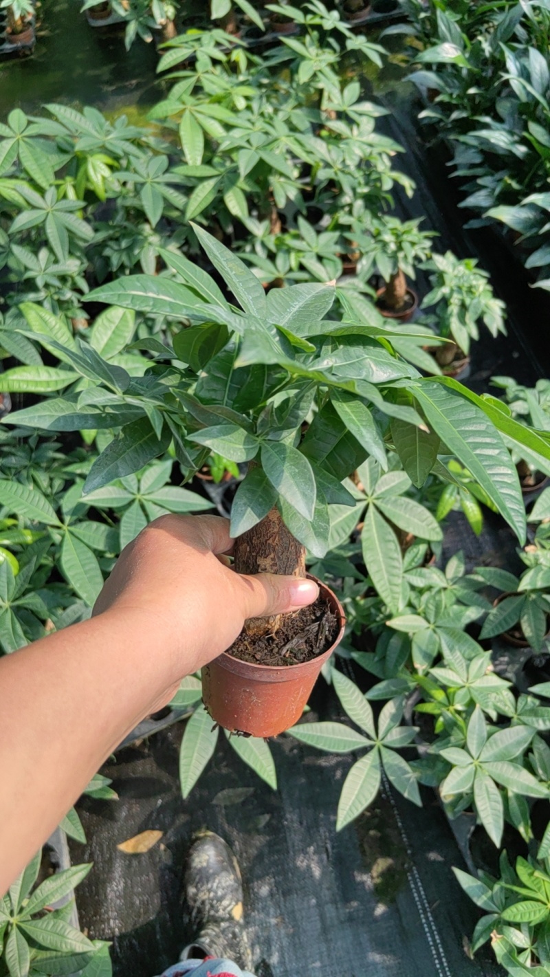 90发财树单杆