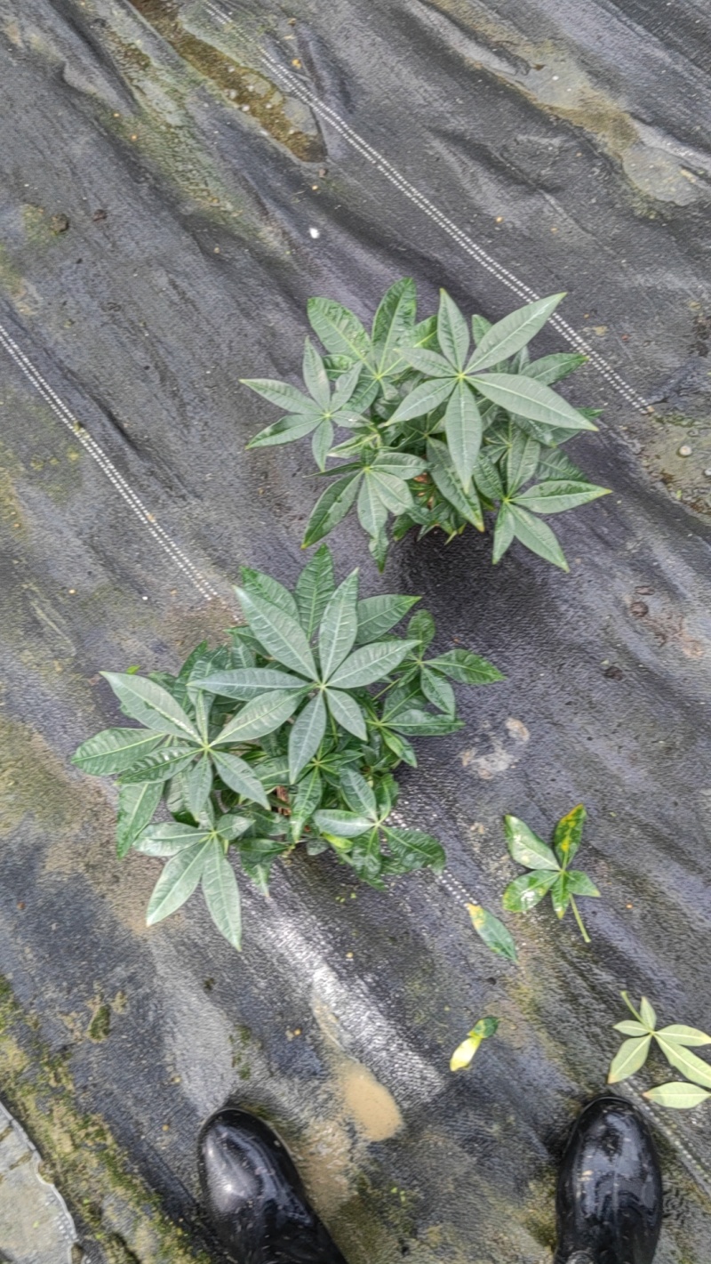 90发财树单杆