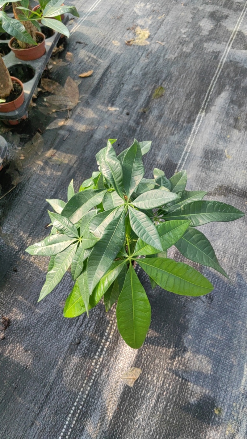 90发财树单杆