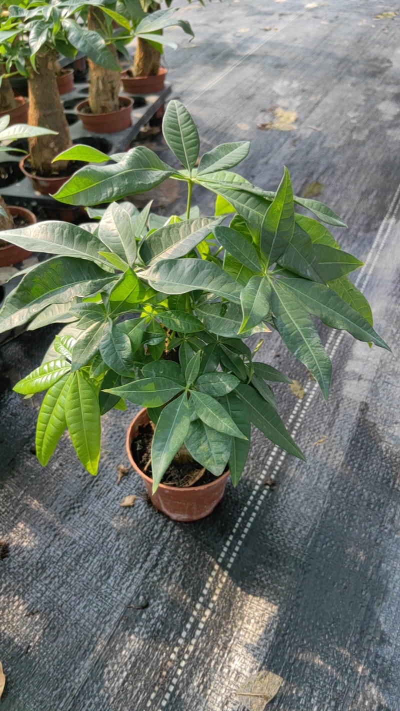 90发财树单杆