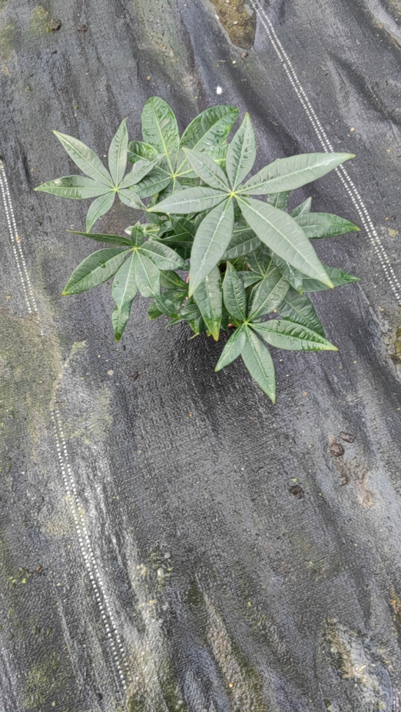 90发财树单杆