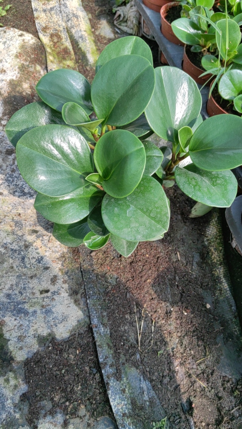 碧玉