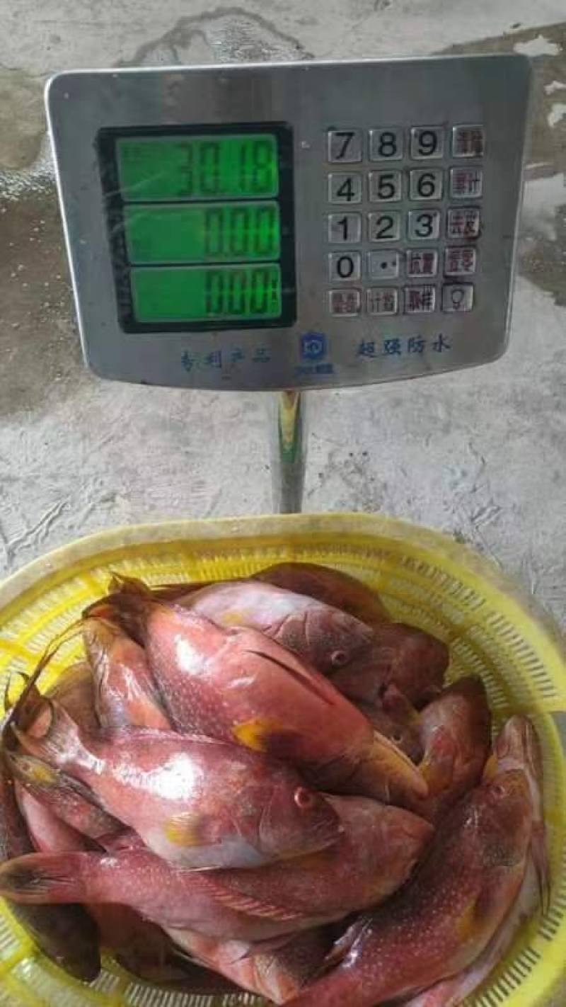 燕尾斑，燕尾星