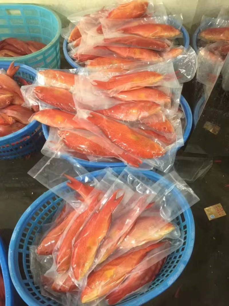 燕尾斑，燕尾星