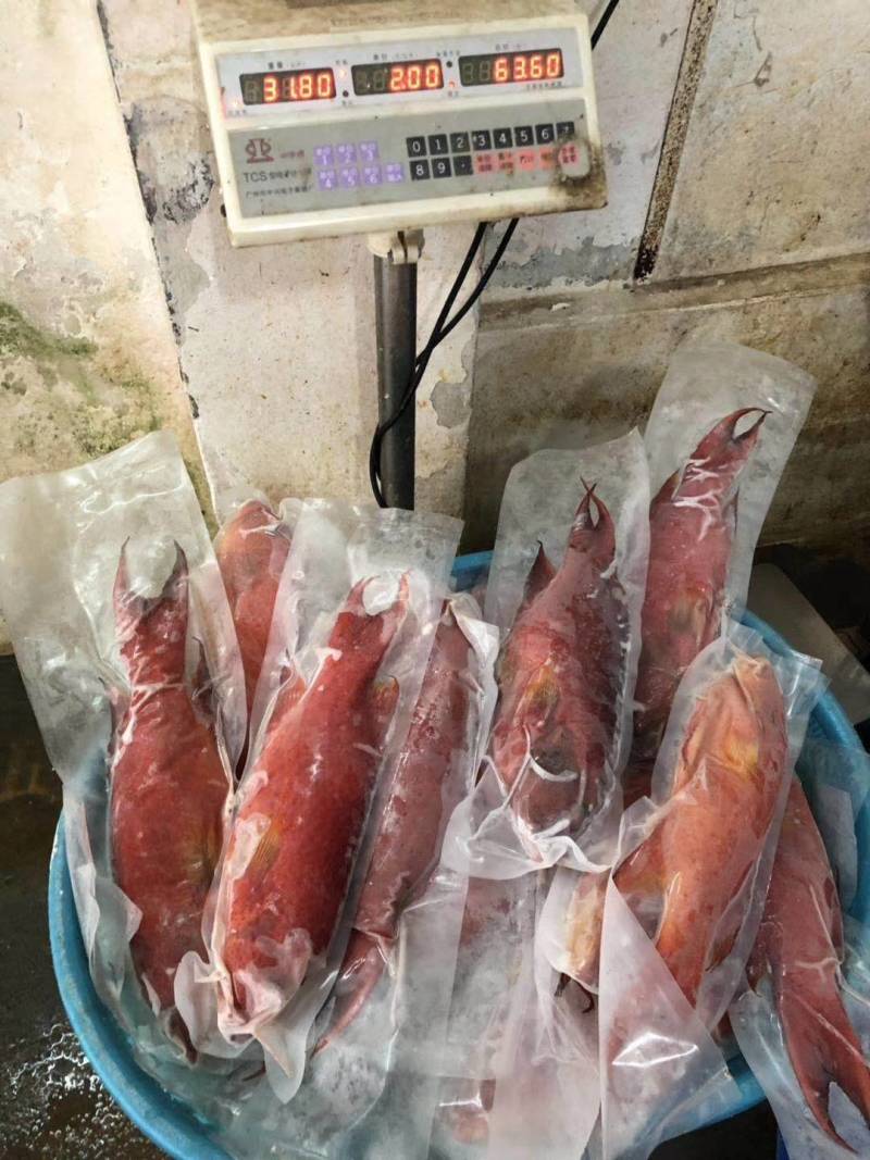 燕尾斑，燕尾星