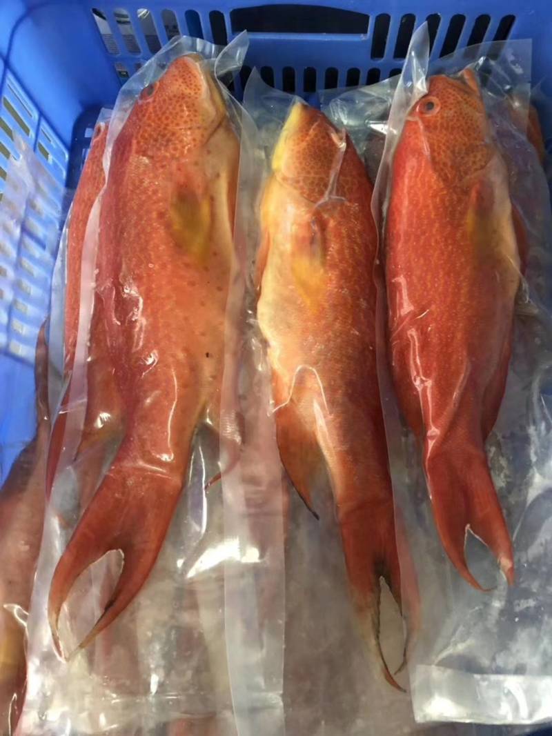 燕尾斑，燕尾星
