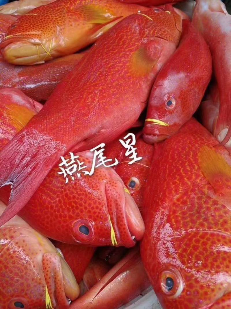 燕尾斑，燕尾星