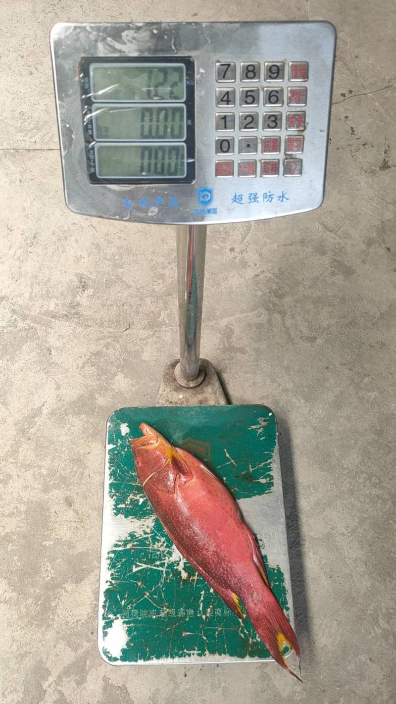 燕尾斑，燕尾星