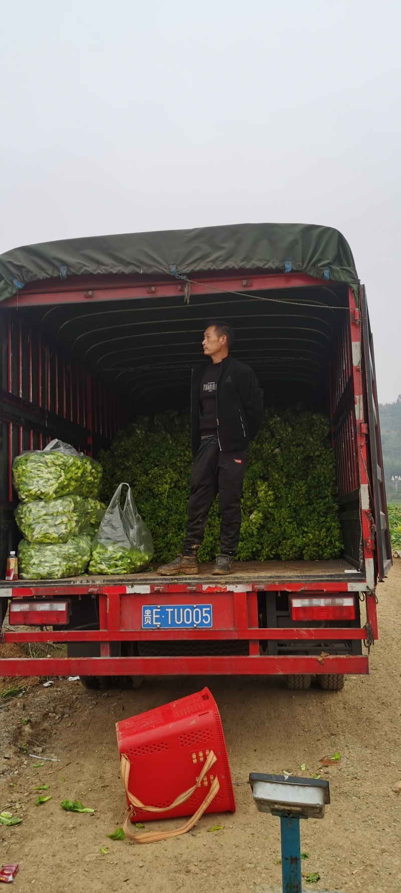黔西南兴义龙广镇纳桃村绿色五百亩精品儿菜，质量好，价格低