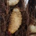 四川竹笋虫活虫（约5克/条）零售批发量大从优欢迎订购