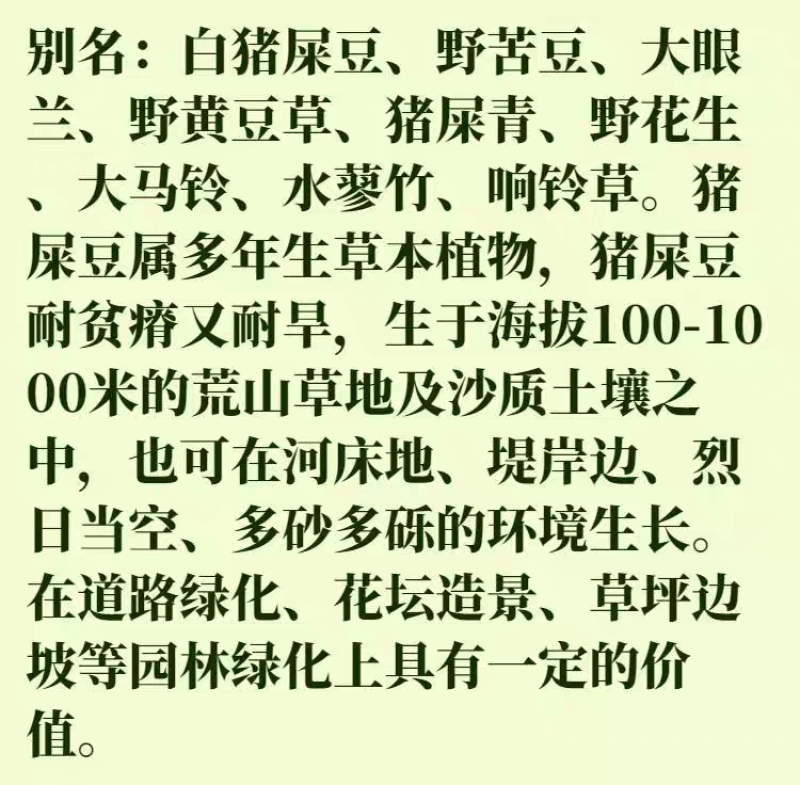 猪屎豆厂家货源批发价格全国发货价格便宜欢迎下单咨询