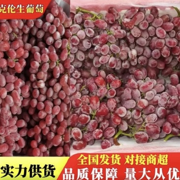 【实力推荐】克伦生葡萄一手货源可视频看货对接全国市场