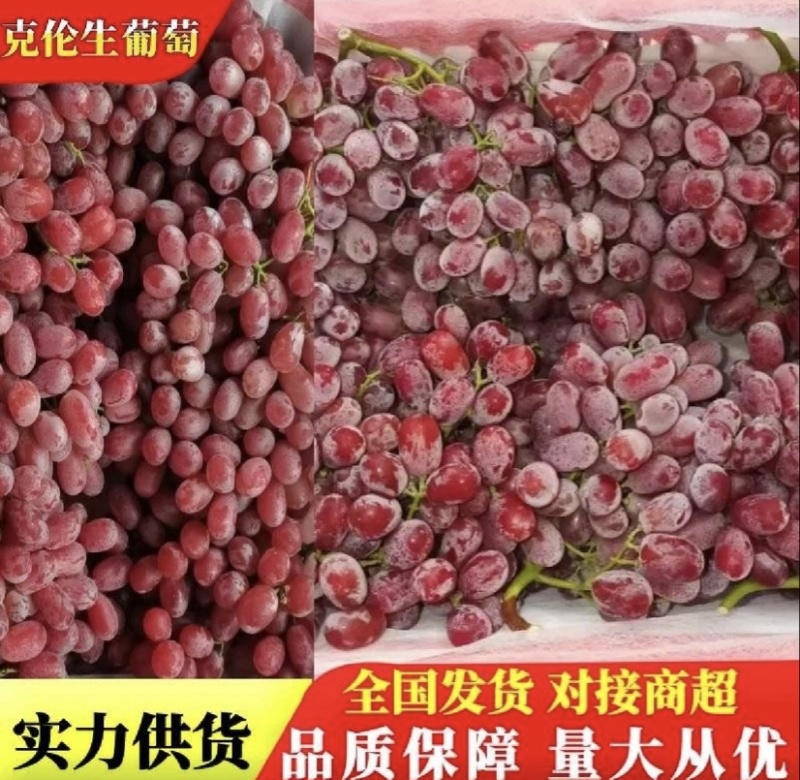 【实力推荐】克伦生葡萄一手货源可视频看货对接全国市场