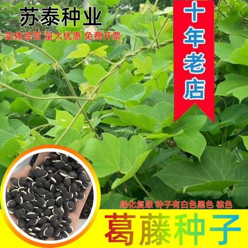 葛藤种子白花银背藤野葛粉葛藤甜葛藤葛条种子护坡绿化灌木