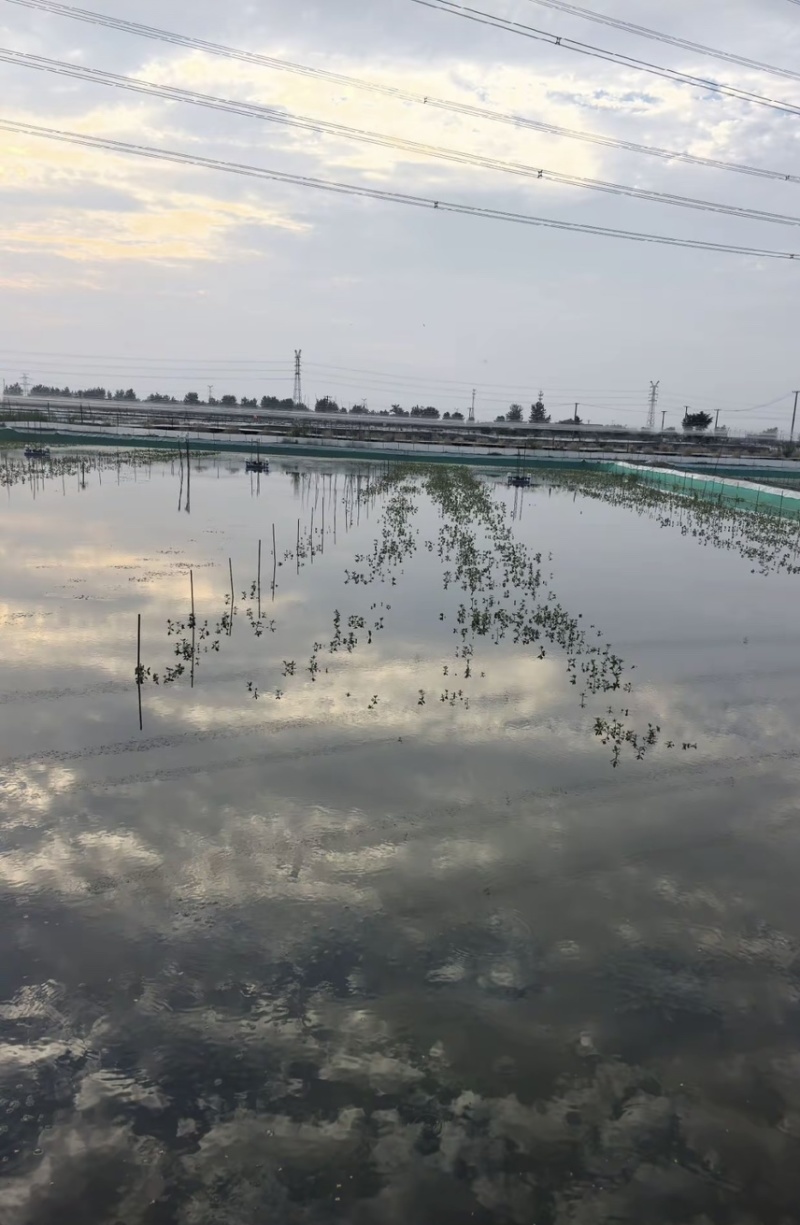 蟹苗