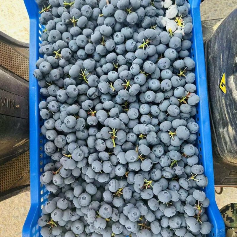 新鲜蓝莓12盒当季大果批发一手货源大量现货