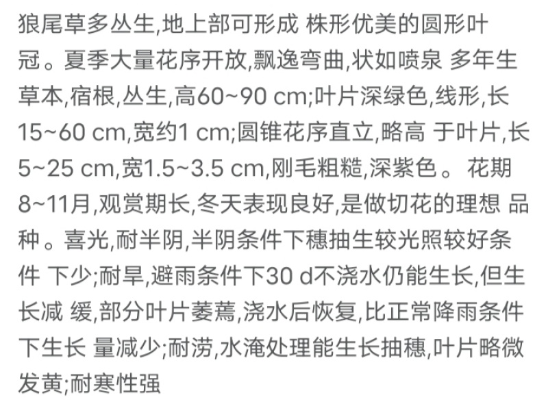 紫穗狼尾草厂家货源批发价格全国发货价格便宜欢迎下单
