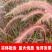 紫穗狼尾草厂家货源批发价格全国发货价格便宜欢迎下单