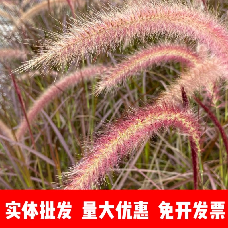 紫穗狼尾草厂家货源批发价格全国发货价格便宜欢迎下单
