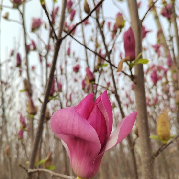 玉兰花