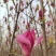 玉兰花