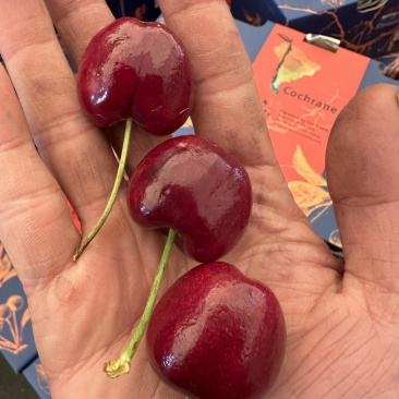 车厘子🍒超低价
