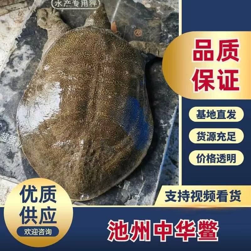 5年以上天然土甲鱼中华鳖，质量保证！供应土菜馆甲鱼馆