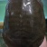 5年以上天然土甲鱼中华鳖，质量保证！供应土菜馆甲鱼馆