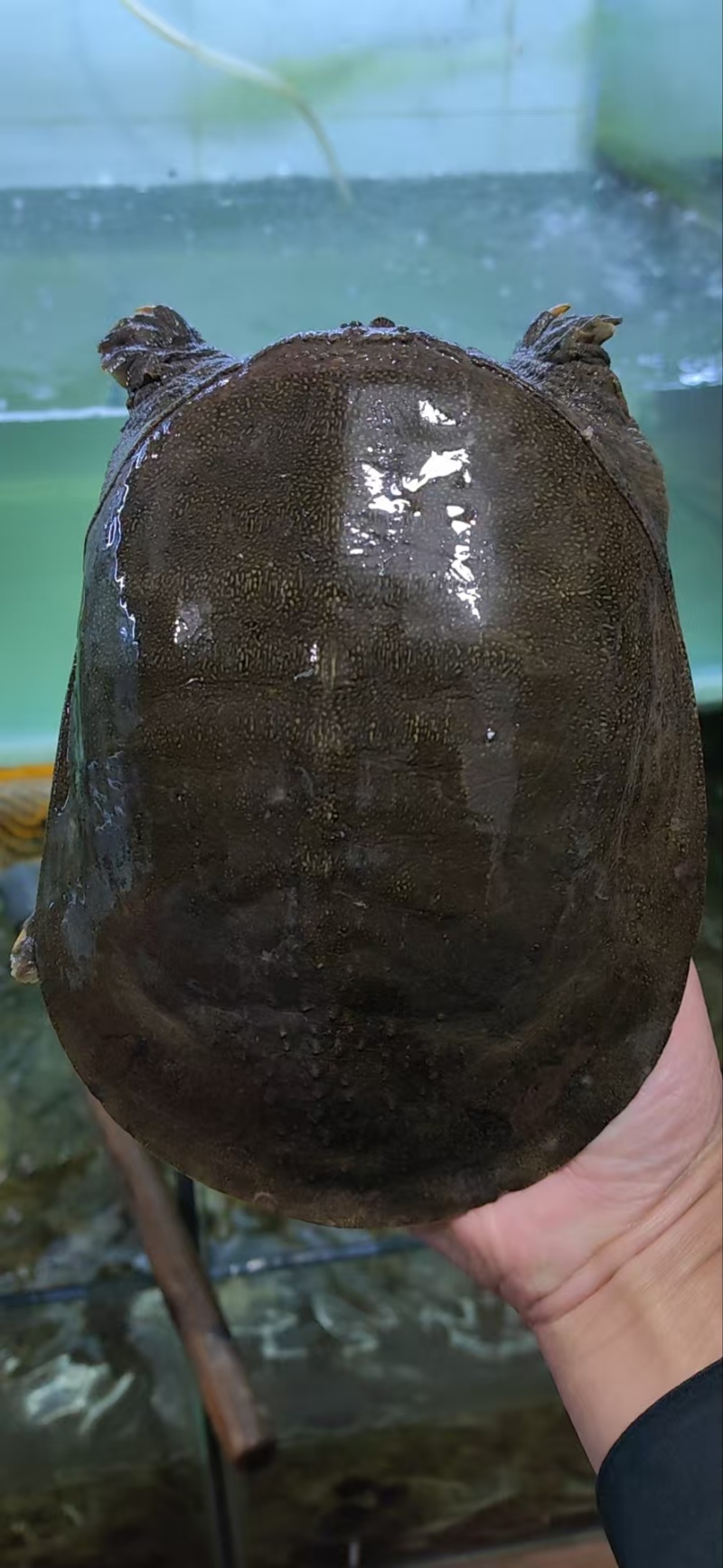 5年以上天然土甲鱼中华鳖，质量保证！供应土菜馆甲鱼馆