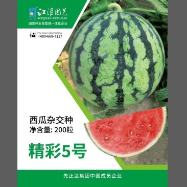 原厂正品江淮园艺精彩5号西瓜种子麒麟美都无籽西瓜种籽高产
