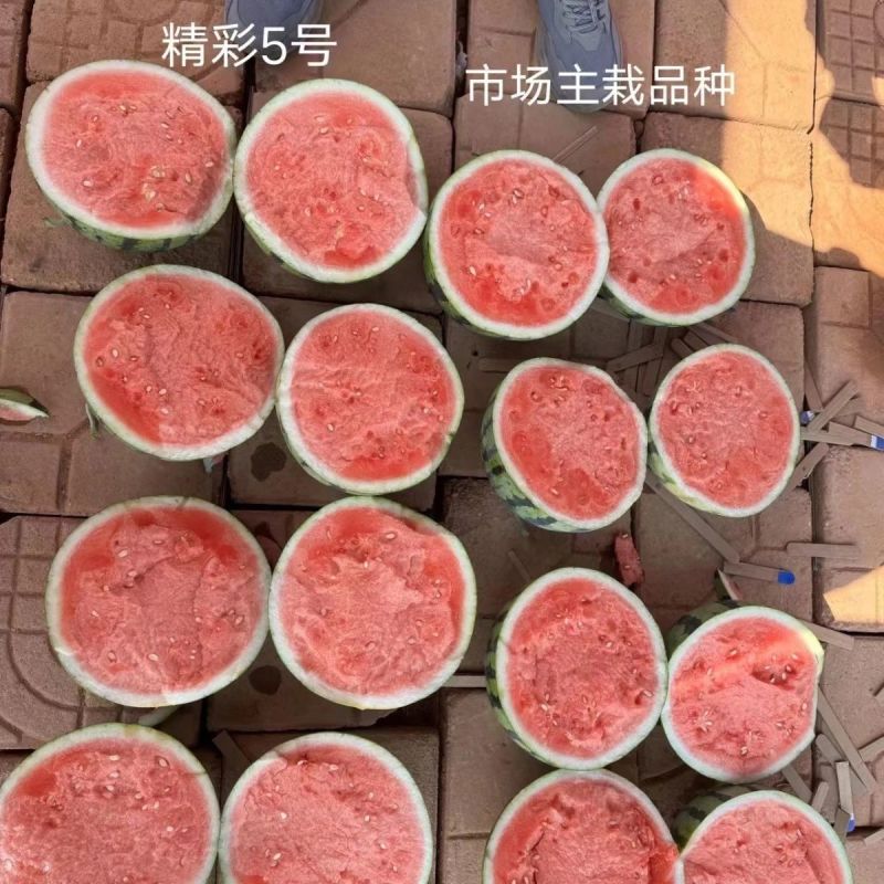 原厂正品江淮园艺精彩5号西瓜种子麒麟美都无籽西瓜种籽高产